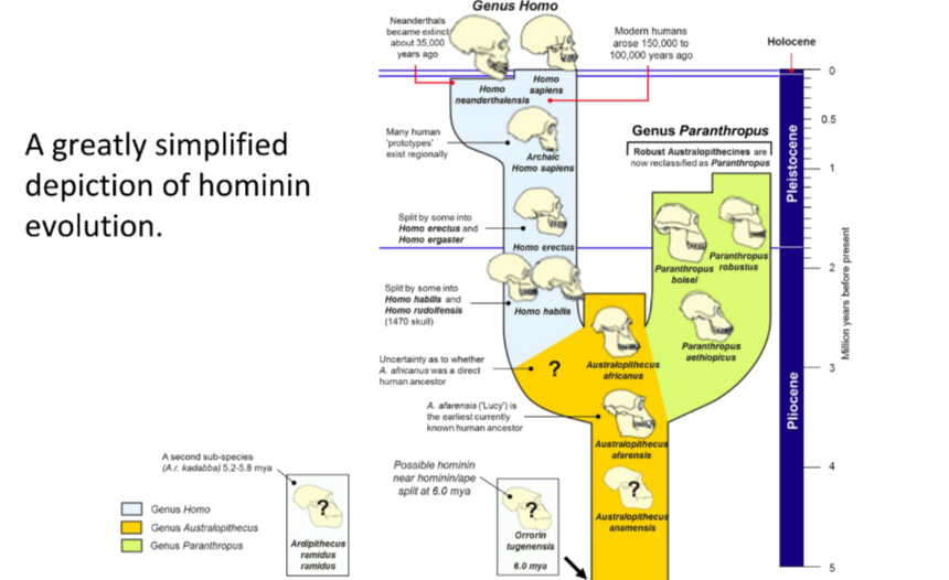 <p><strong>hominids</strong></p><p>The group consisting of all modern and extinct Great Apes. Anatomical features common to all hominids:</p><ul><li><p>No tail</p></li><li><p>Semi-erect or fully erect posture</p></li><li><p>Broad chest, pelvis, and shoulders</p><ul><li><p>Relatively long arms and mobile shoulder joints</p></li><li><p>Large brain</p></li><li><p>Examples:</p><ul><li><p>Human</p></li><li><p>Chimpanzee</p></li><li><p>Gorilla</p></li></ul></li></ul></li></ul><p><strong>Hominins</strong></p><p>The group consisting of modern humans, extinct human species and all our immediate ancestors. Anatomical features and habits:</p><ul><li><p>Bipedal with modified feet, thigh bone, pelvis, and spine</p></li><li><p>Large cerebral cortex (forebrain)</p></li><li><p>Reduced canines (and teeth in general)</p></li><li><p>Prominent nose and chin, reduced eye ridges</p></li><li><p>Body hair short or very reduced</p></li><li><p>Highly sensitive skin</p></li><li><p>Complex social behaviour</p></li><li><p>Examples:</p><ul><li><p>Australopithecus</p></li><li><p>Paranthropus</p></li><li><p>Homo</p></li></ul></li></ul>