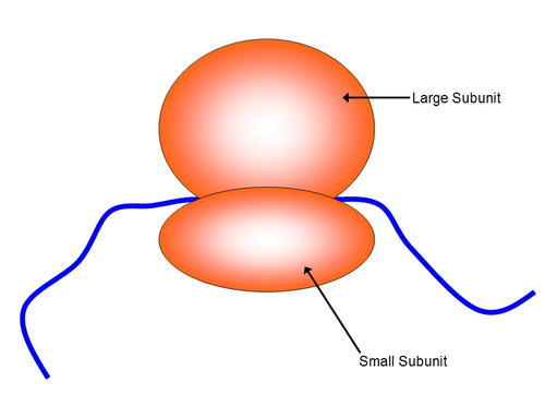 rRNA and protein molecules that functions in protein synthesis; consists of a large and a small subunit. In eukaryotic cells, is assembled in the nucleolus