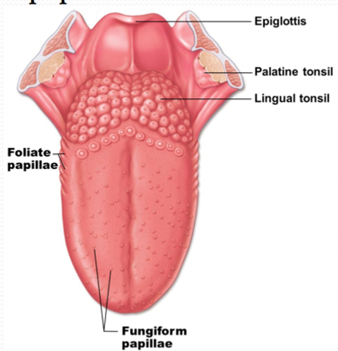 <p>On the sides and back of the tongue.</p>