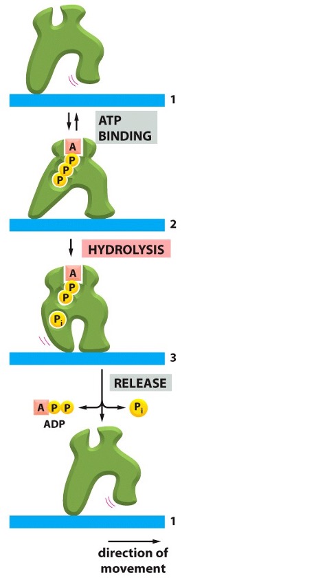 <p>How does a protein “walk”?</p>