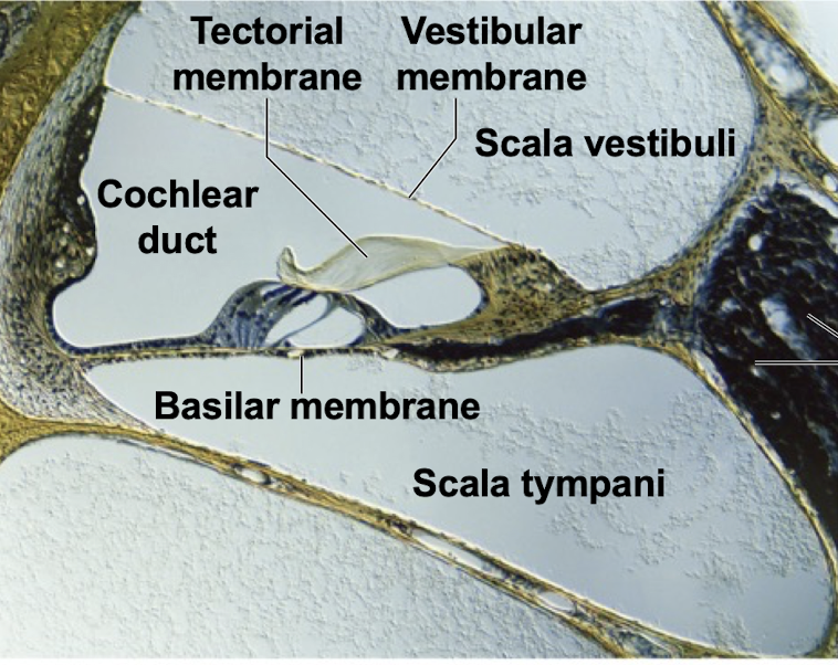 <p>Tectorial membrane </p>