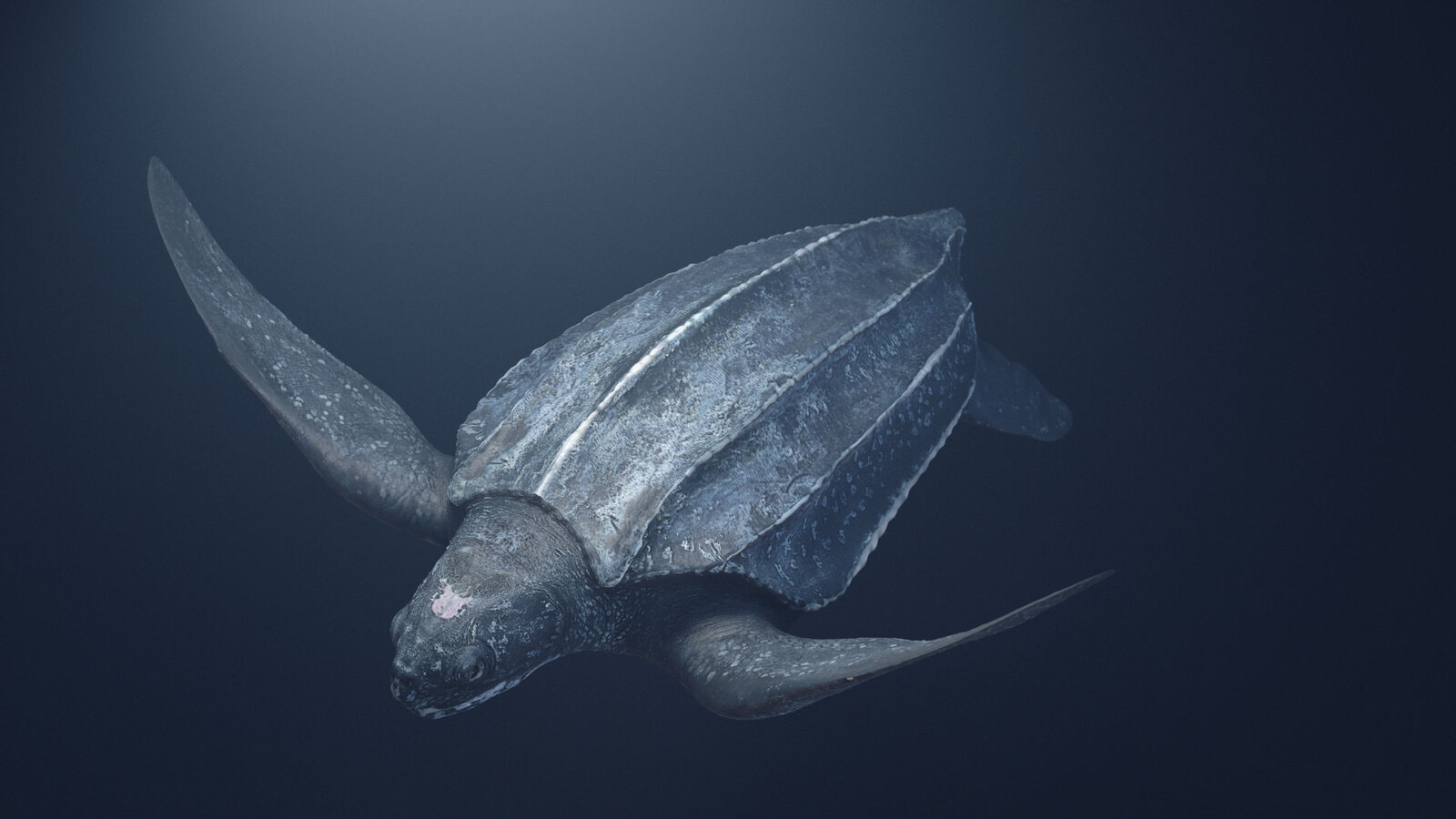 <p>Leatherback sea turtle</p>