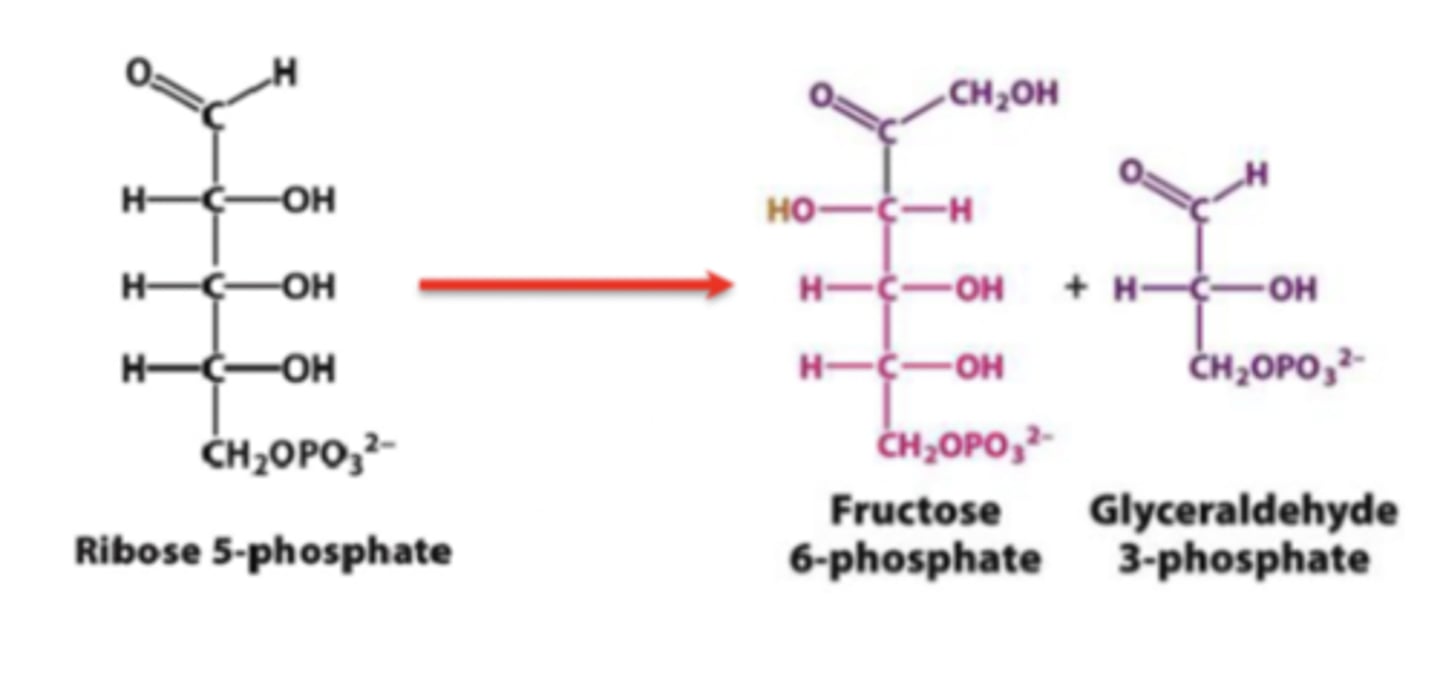 <p>During nonoxidative phase, ribose 5-phosphate converted into fructose 6-phosphate and glyceraldehyde 3-phosphate</p>