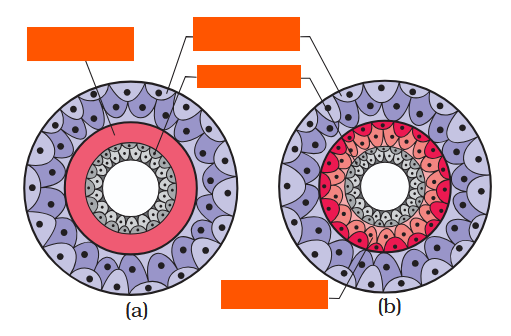 <p>(a) is diploblastic germinal layers</p><p>(b) is triploblastic germinal layers</p>
