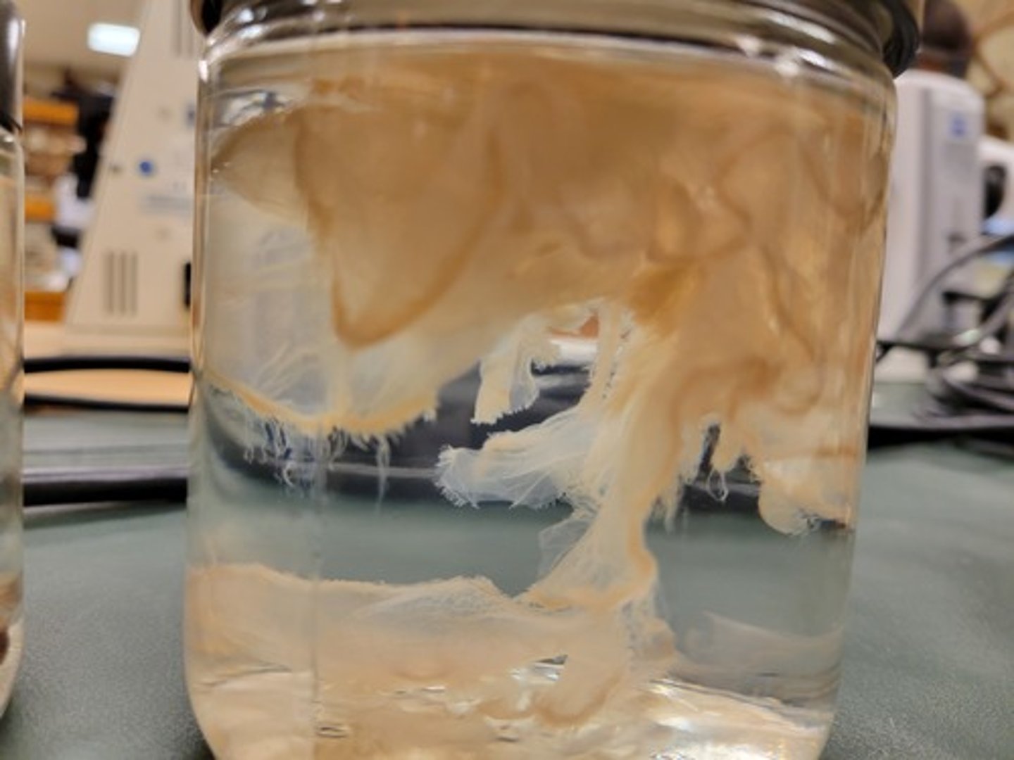 <p>Identify Taxonomy</p>