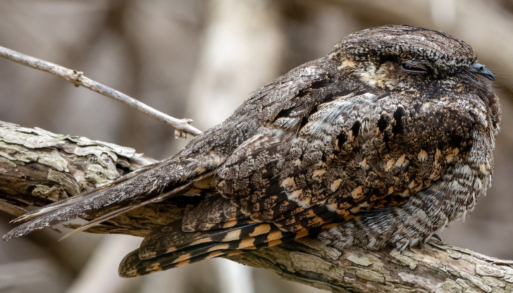 <p>What bird is this? </p>