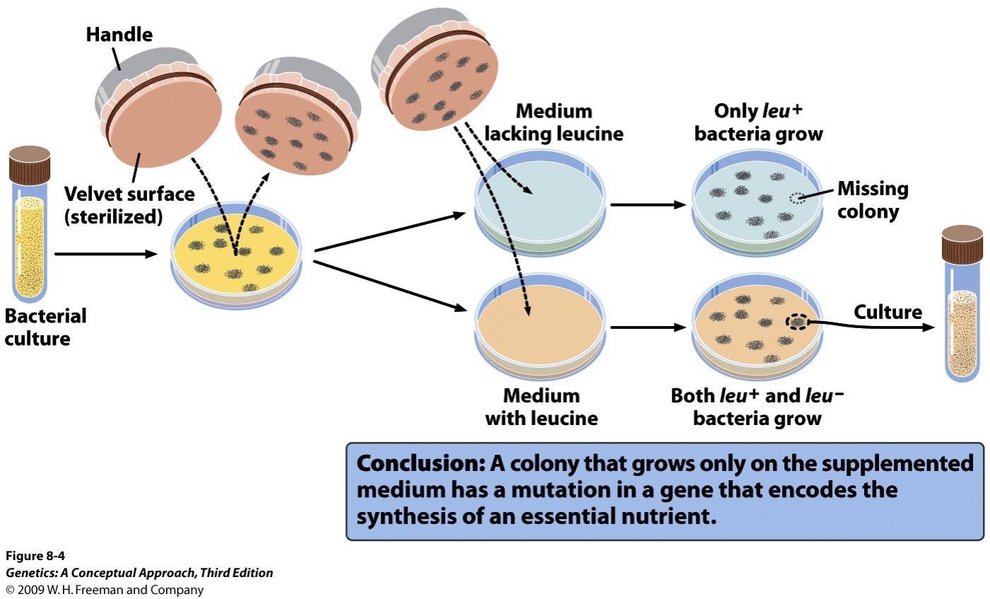 Rubber stamp of petri plate to inoculate plates with different nutrients