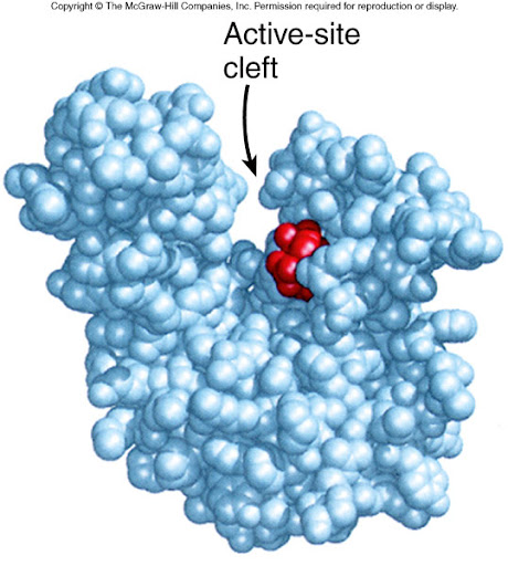<p>The active site is composed of a few amino acids</p>