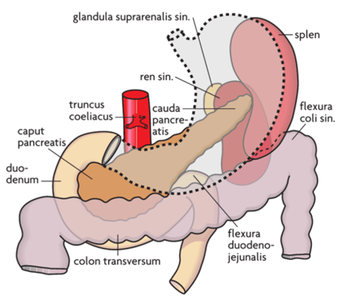 *Relationer/topografi*
 • Hiatus esophagus: ud for T10-T11
 • Pylorus i midtlinjen mellem 12. brysthvirvel og 5. lændehvirvel 

 • Cardia er den mest fikserede del, fordi den er bundet til oesophagus, hvis bevægelser den følger under åndedrættet
 
 • I vinklen mellem leverranden og den venstre ribbenskurvatur ligger noget af det nederste stykke af forfladen i direkte kontakt med bugvæggen

 • Bagfladen af fundus og corpus er til venstre i kontakt med milten, venstre nyre og binyre → til højre op mod diaphragma

 • Længere analt er bagfladen i kontakt med forfladen af pancreas og hernedenfor støder den resterende del af bagfladen op til mesocolon transversum og colon transversum

Disse strukturer danner til sammen et skålformet leje til ventriklen

*Fortil* 
Ve. leverlap, diaphragma og forreste thoraxvæg (foran diaphragma)

*Bagtil* 
Ligger oppefra og ned milten, venstre nyre og binyre, forfladen af pancreas, mesocolon transversum og colon transversum.

*Ventrikellejet*
¤ Diaphragma
¤ Milten 
¤ Forfladen af pancreas 
¤ Venstre nyre og binyre 
¤ Mesocolon og colon transversum