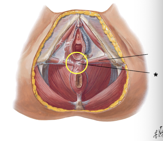 <p><span><strong>central tendon of perineum</strong></span></p><p><span>posterior border of vagina, anterior border of external anal sphincter</span></p><p><span><strong>attachment for urogenital diaphragm and external anal sphincter*</strong></span></p>