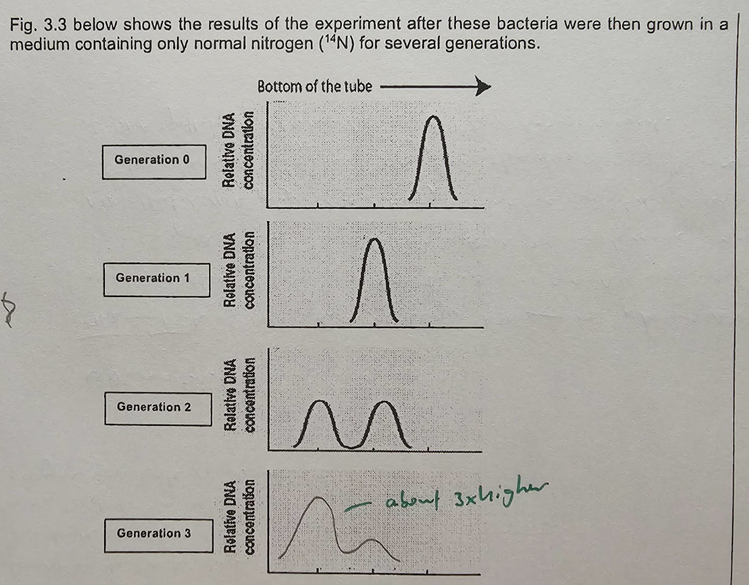 <p>Explain the Uv absorption peaks observed in gen 1 and gen 2</p>