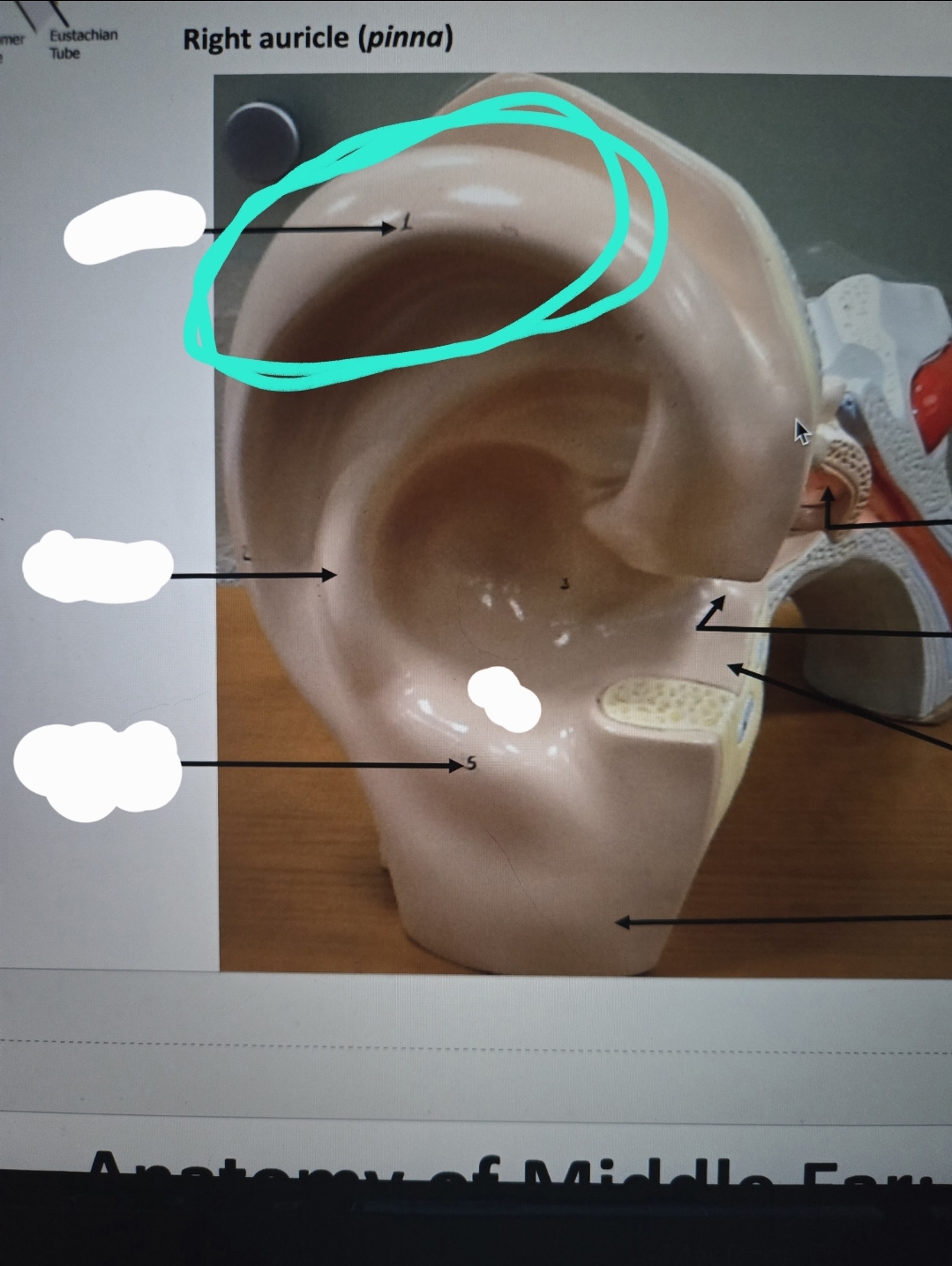<p>Anatomy of the ear </p>