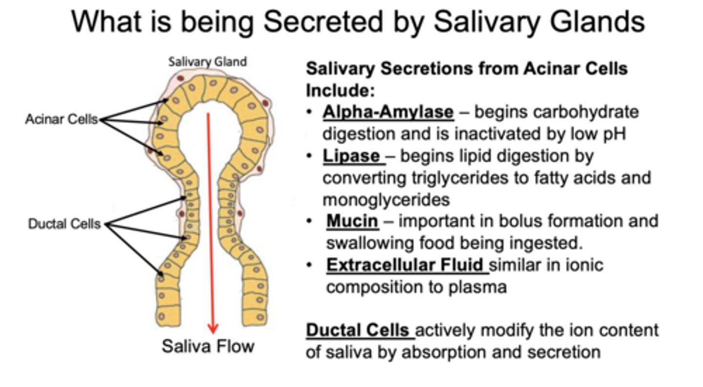<p>- Alpha-amylase</p><p>- Lipase</p><p>- Mucin</p><p>- Extracellular fluid</p>
