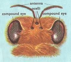 <p>simple eye</p>