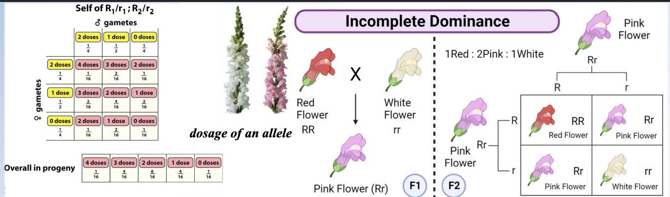 <p>It only <strong>appears blended</strong> because of <strong>reduced gene dosage</strong> (less pigment produced).<br>The alleles themselves <strong>remain distinct</strong> — they don’t merge or mix, so it’s not true blending inheritance.</p>