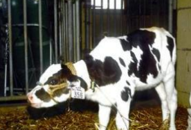 <p>Infectious bovine rhinotracheitis IBR</p>