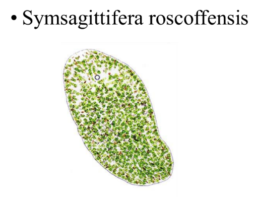 <p>xenacoelomorpha</p><p>il y a les Symsagittifera roscoffensis qui font une symbiose avec les algues, ils ont des principes basique maintenu chez les platyhelminths: une bouche et pas de système circulatoire</p>