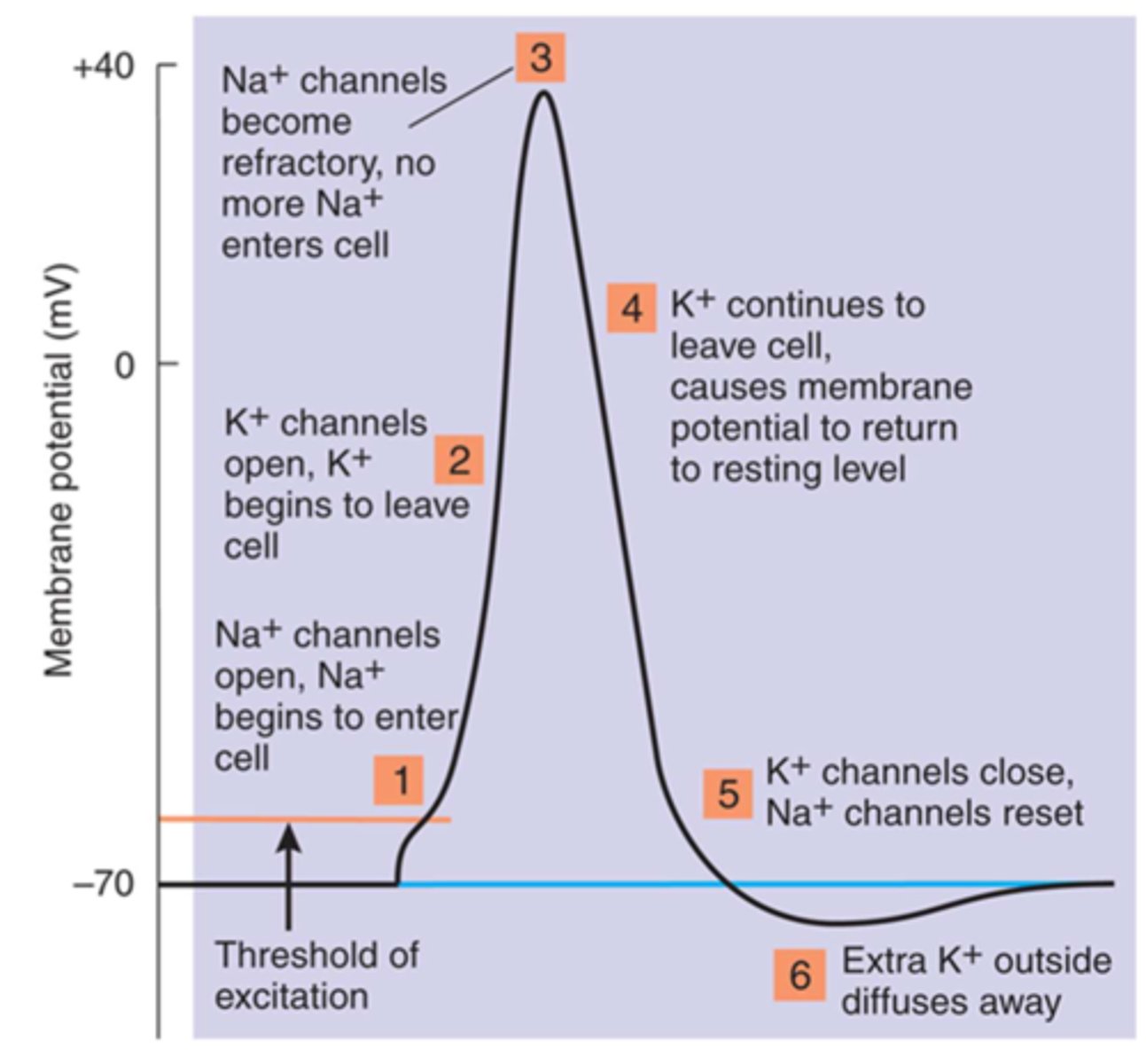<p>watch "lights, camera, action potential" to review.</p><p>https://www.youtube.com/watch?v=XdCrZm_JAp0</p>