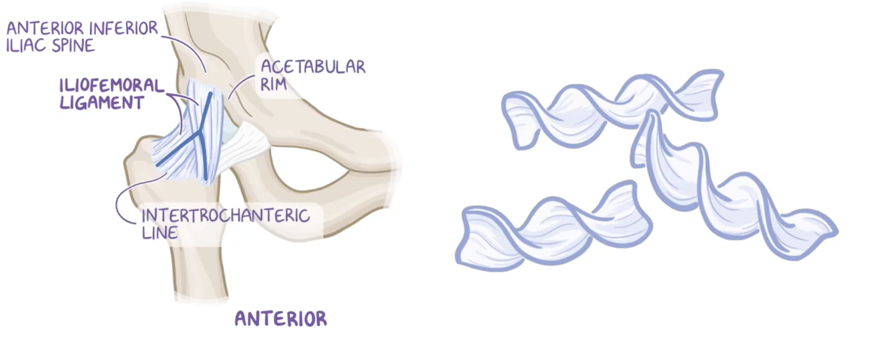 <ul><li><p>Iliofemoral</p></li><li><p>Pubofemoral (anterior)</p></li><li><p>Ischiofemoral (posterior)</p></li></ul><p>Most of these ligaments’ fibers has an spiral shape</p>