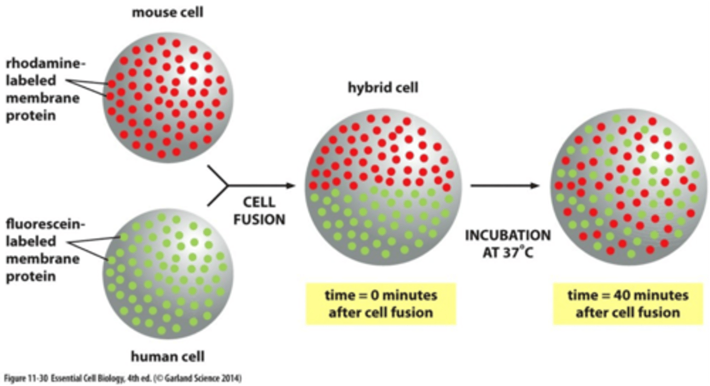 <p>A technique whereby two different types of cells, or cells from two different species, can be fused to produce one cell with a common cytoplasm and a single, continuous plasma membrane.</p>