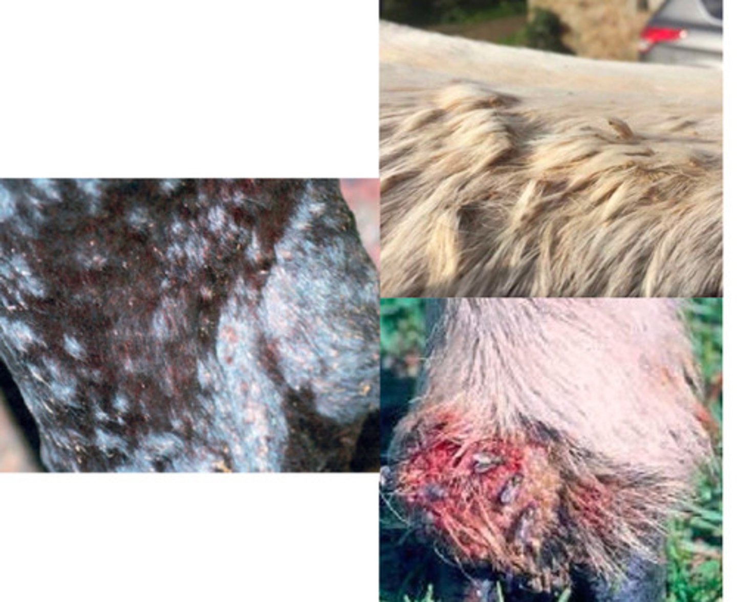 <p>What is this, causing superficial folliculitis, small circular and raised lesions that cause matted, tufted hair that looks like paintbrushes leading to raw, reddened areas when removing crusts?</p>