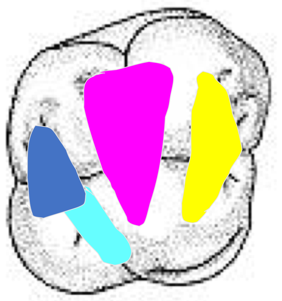 <p>Name the tooth and hi-lighted portions</p>