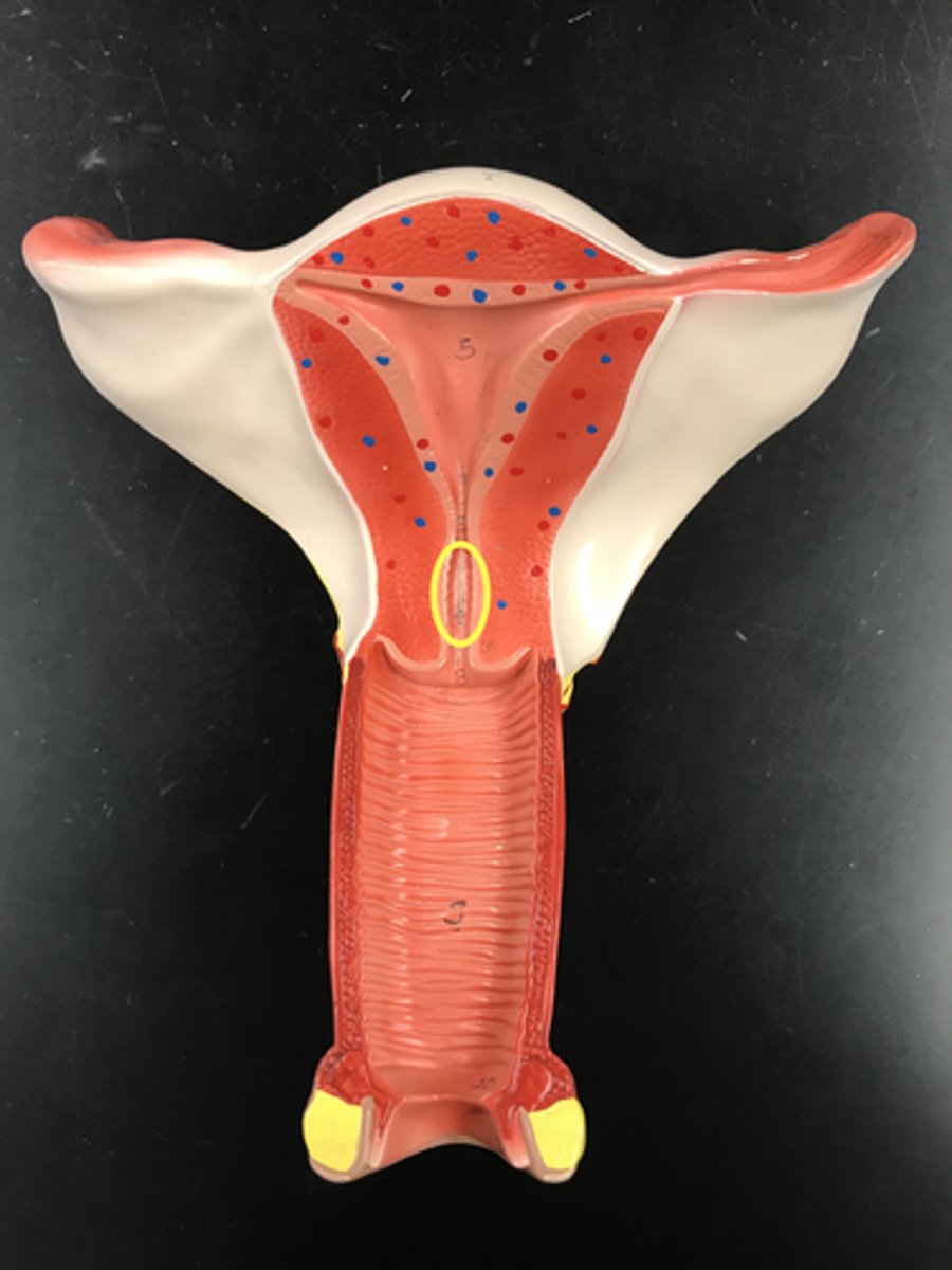 <p>Canal in the narrow part of cervix</p><p>Name this passageway</p>