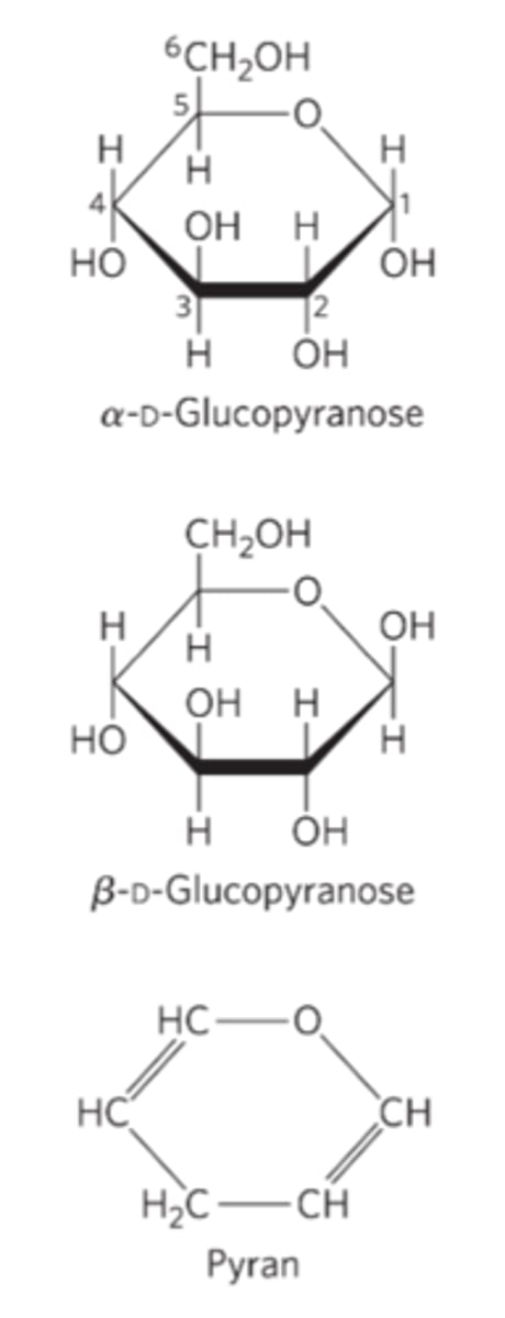 <p>six-membered ring compounds</p>