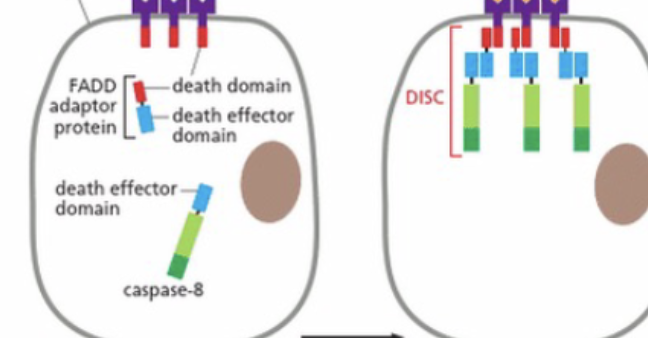 <p>FADD recruits initiator caspase-8 and they form the DISC (Death-Inducing Signaling Complex) </p>