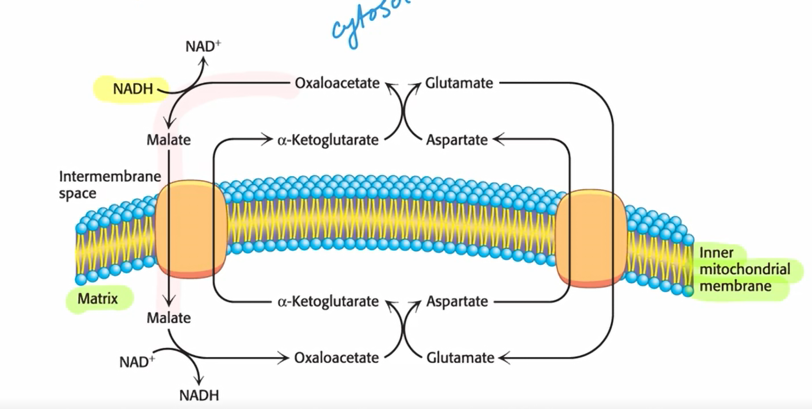 knowt flashcard image