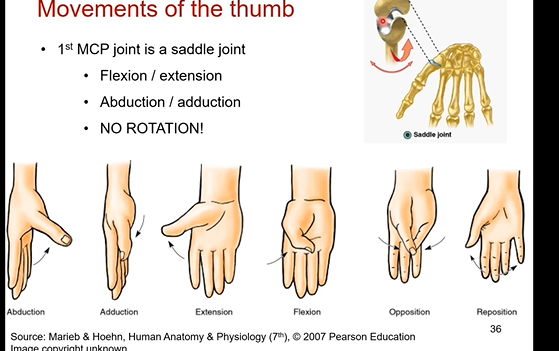 <p>its the 1st MCP joint (metacarpal phalangeal) </p><p>it’s a saddle joint</p><p>has its own unique flexion/extension and abduction/adduction. the thumb does it have the planes that go with the motions like everything else</p><p>WE CAN’T ROTATE IT. NO ROTATION IN THUMB OR ANY DIGITS. </p><p>circumduction present in any digit inclduing thumb</p>