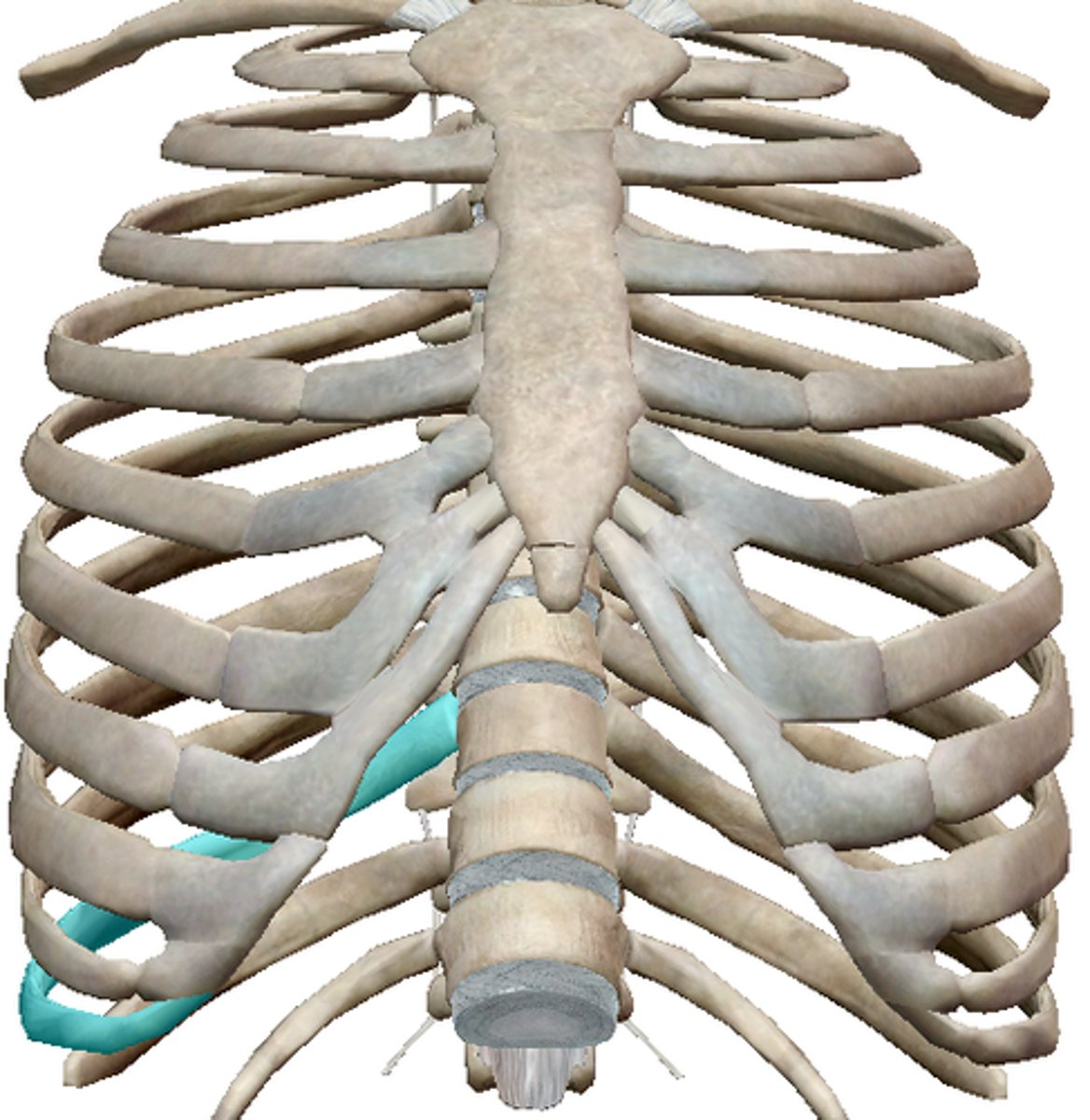 <p>from xiphoid process, move laterally along inferior border of rib</p>
