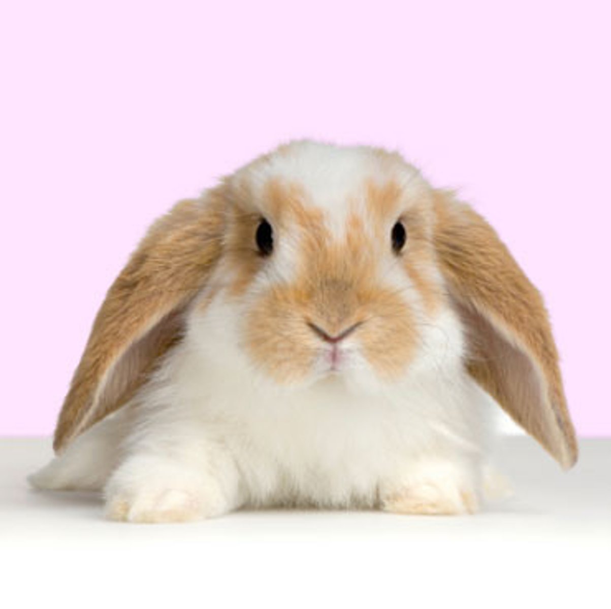 <p>animal de orejas largas que se asocia con la pascua</p>