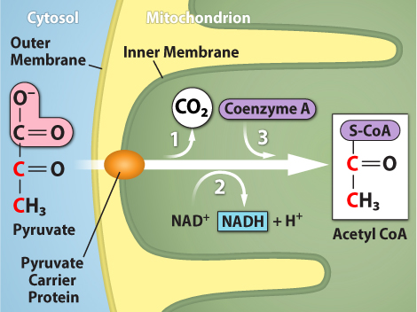 <ul><li><p>pyruvate oxidation</p></li><li><p>1: carbon dioxide (1a) is released&nbsp;</p></li><li><p>2: NAD<sup>+</sup>&nbsp;(2a) is reduced to NADH (2b) and hydrogen ions are produced (3c)</p></li><li><p>3: coenzyme A (3a) is added&nbsp;</p></li><li><p>4: cytosol</p></li><li><p>5: pyruvate</p></li><li><p>6: transport protein</p></li><li><p>7: mitochondrion</p></li><li><p>8: acetyl coA</p></li></ul><p></p>