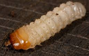 <p>what bugs family is this</p>