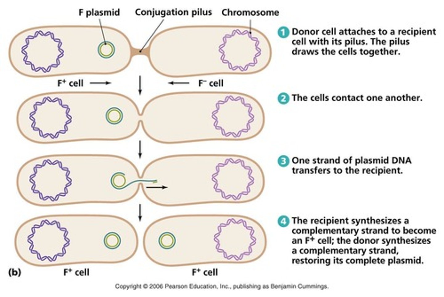 <p>involves a direct physical interaction between two bacterial cells one bacterium to another</p>