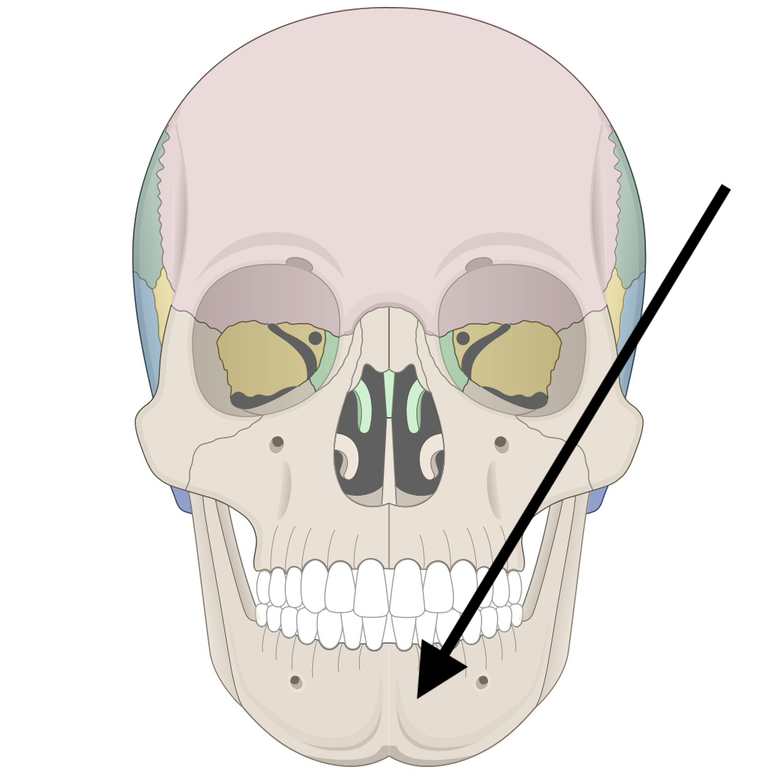<p>Name the bone</p>