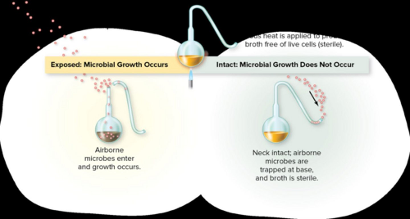<p>Disproved spontaneous generation using swan-necked flasks and studied fermentation.</p>