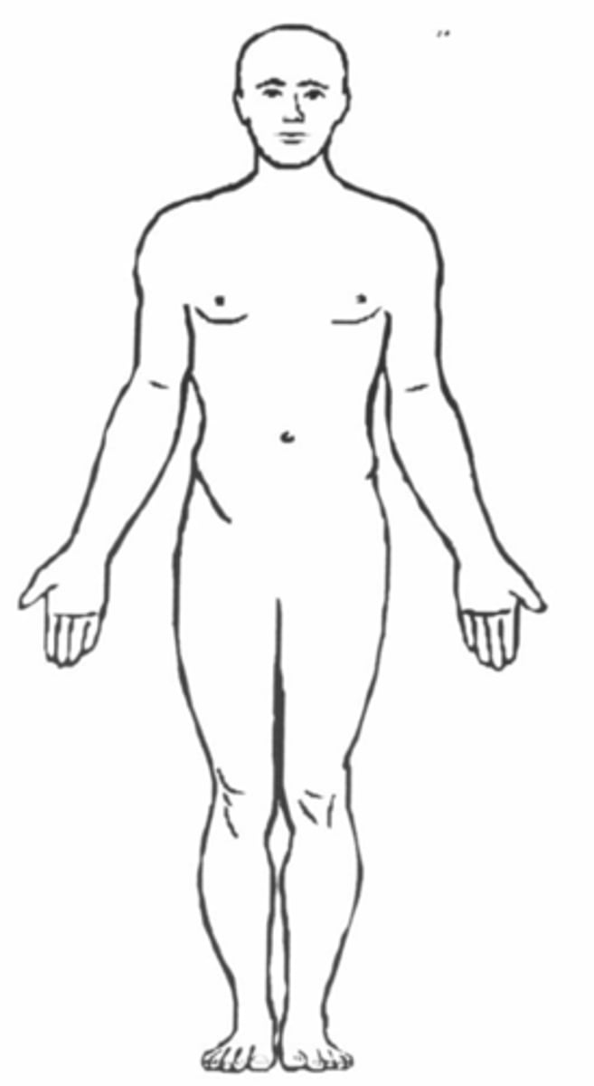 <p>- Standing erect</p><p>- Facing forward</p><p>- Palms forward</p>