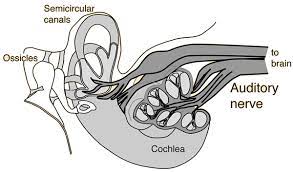 <p>sends neural messages to <strong>auditory cortex</strong></p>