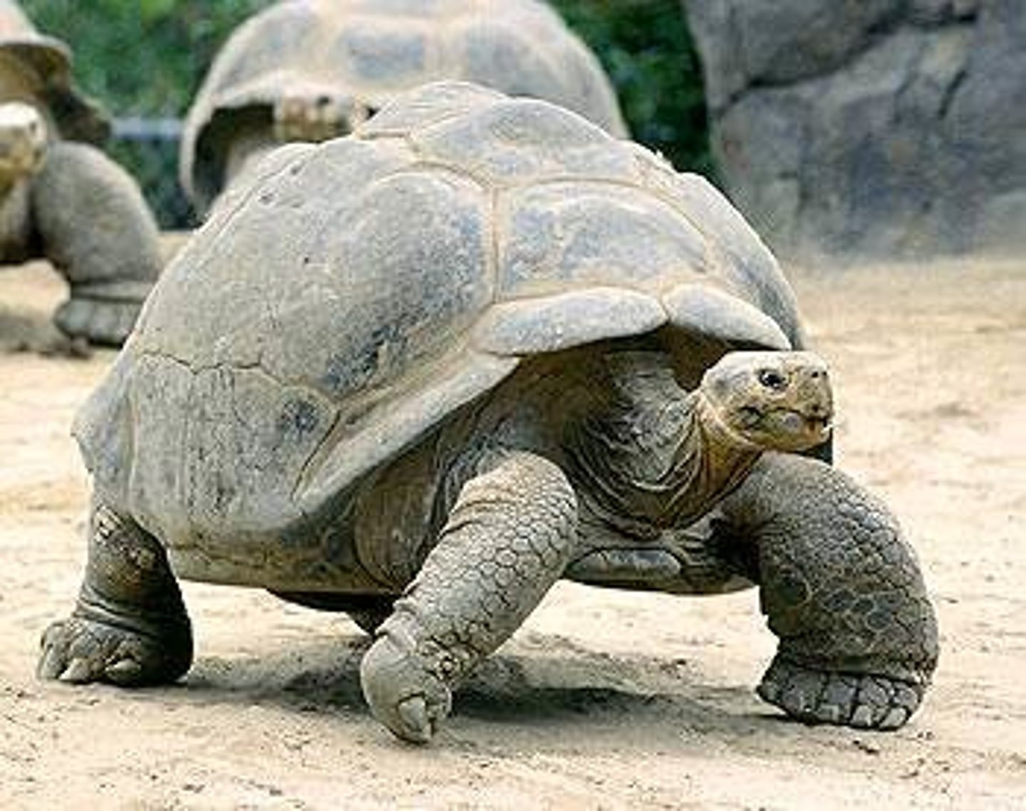 <p>A species that lives in its historical range, typically where it has lived for thousands or millions of years</p>