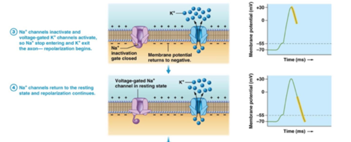 <p>sodium channels close and potassium channels open</p>