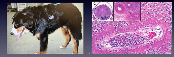 <p>Steroid responsive meningitis arteritis SRMA</p>