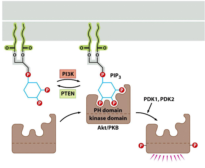 <p><span>Regulation of PIP3 synthesis and the activation of Akt/PKB</span></p>