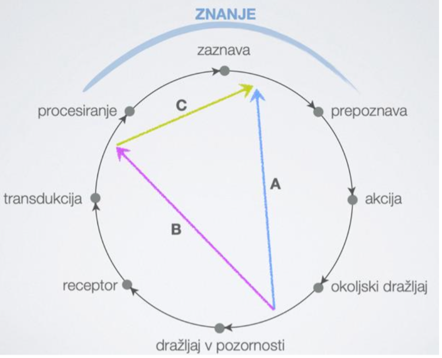 <ul><li><p>dražljaj-zaznava</p></li><li><p>dražljaj-živčna aktivnost (procesiranje)</p></li><li><p>živčna aktivnost (procesiranje)-zaznava</p></li></ul>