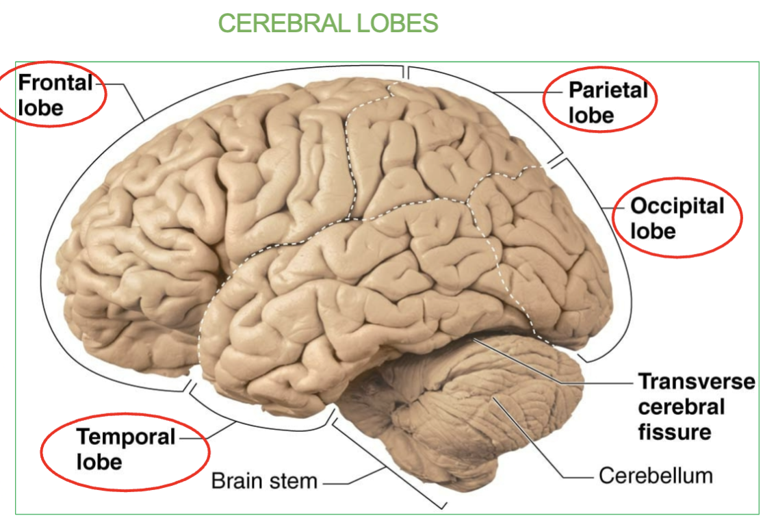 <ol><li><p><strong>Frontal </strong></p></li><li><p><strong>Parietal </strong></p></li><li><p><strong>Temporal </strong></p></li><li><p><strong>Occipital </strong></p></li></ol><p><em>Cerebrum = Cerebral</em></p><p></p>