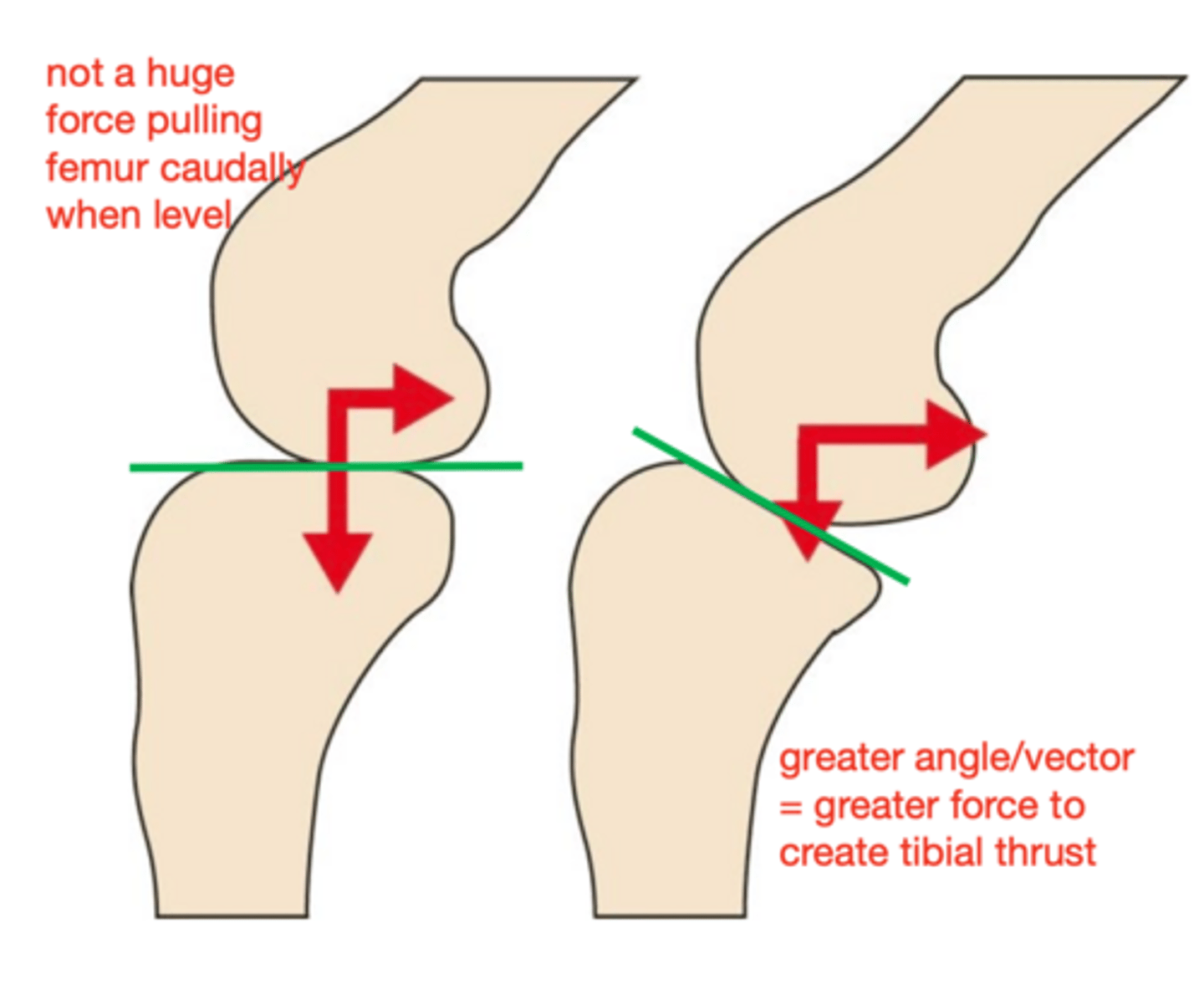 <p>the CTT (cranial tibial thrust) is proportional to the ____</p>
