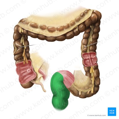 <p>the final section of the large intestine, terminating at the anus, that stores feces before elimination.</p>
