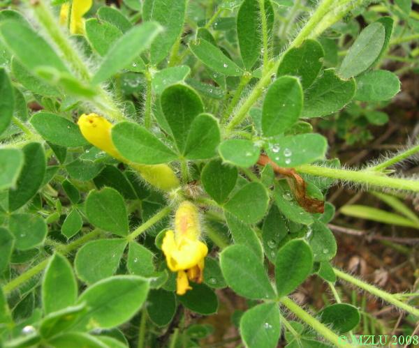 <p><span>čilimník </span></p>