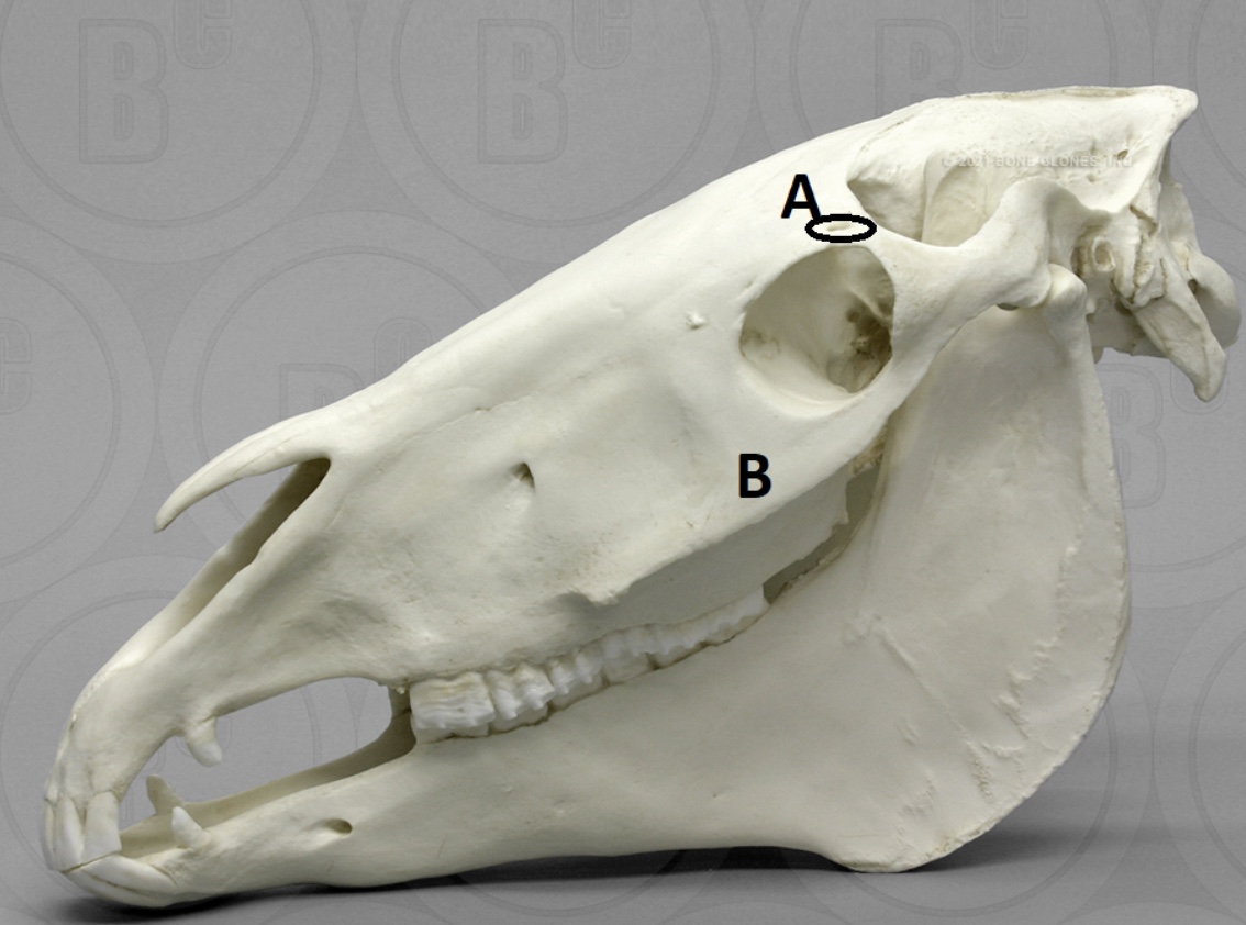 <p>The feature at B is called the ____ in this particular species.</p>